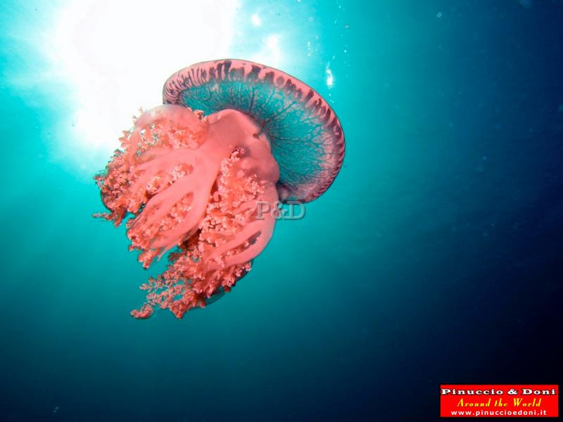 Papua Immersioni (Kavieng-New Hannover) - 29.jpg